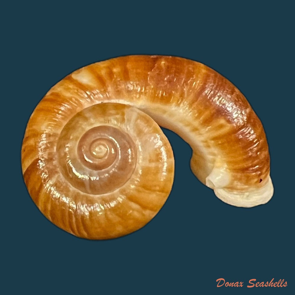 rhiostoma-jalorense-sykes-1903-30-5mm-copia
