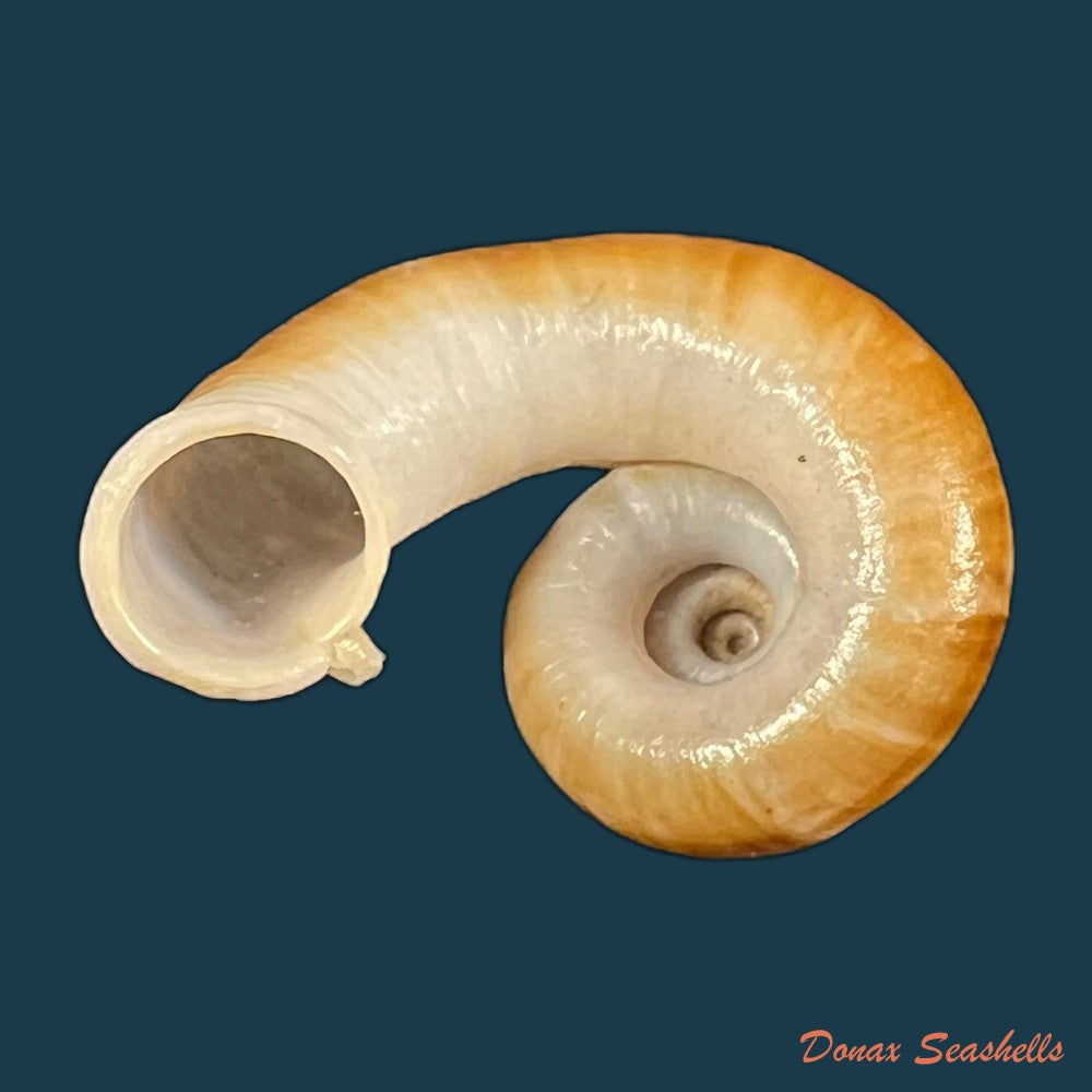 rhiostoma-jalorense-sykes-1903-30-5mm-copia