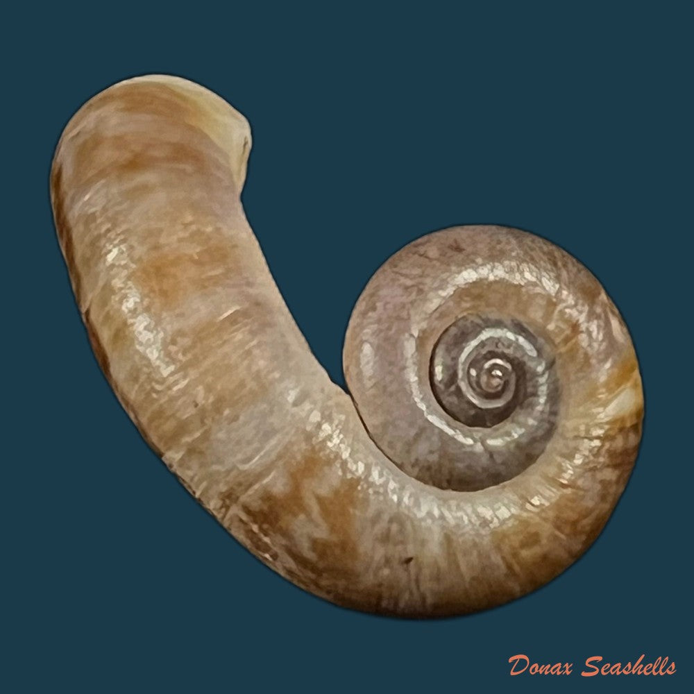 rhiostoma-jalorensis-sykes-1903-31-3mm-copia