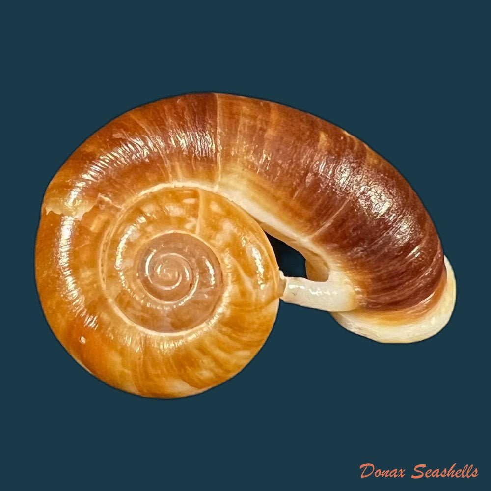 rhiostoma-smithi-bartsch-1932-23-2mm-copia