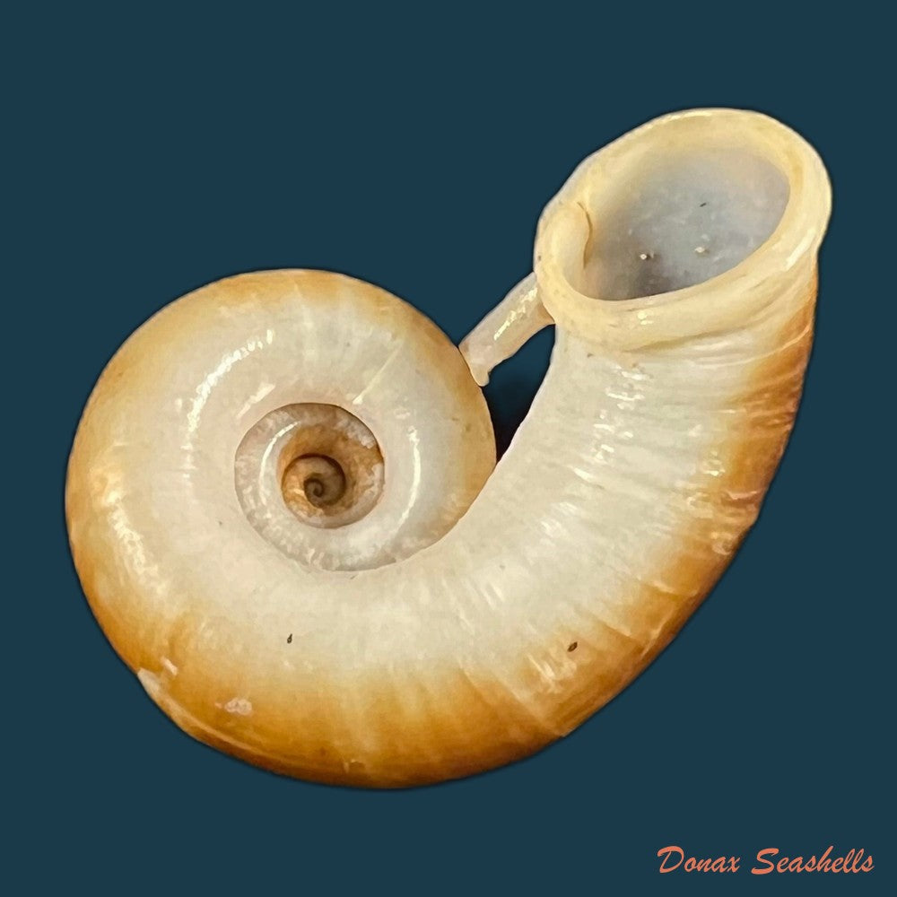 rhiostoma-smithi-bartsch-1932-23-2mm-copia