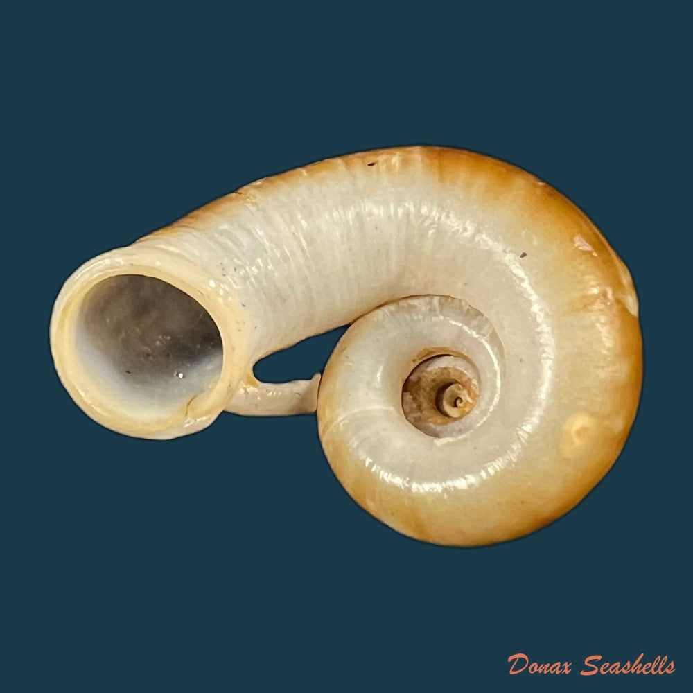rhiostoma-smithi-bartsch-1932-23-2mm-copia