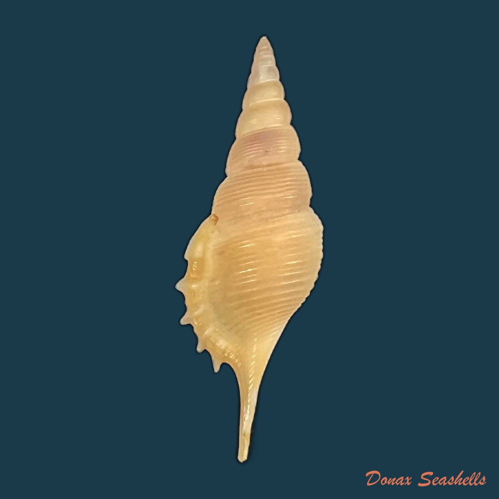 rimellopsis-powisii-petit-de-la-saussaye-1840-44-9mm-copia