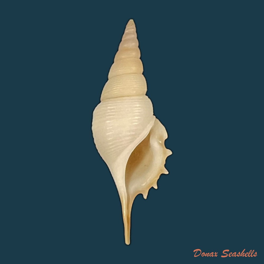 rimellopsis-powisii-petit-de-la-saussaye-1840-44-9mm-copia