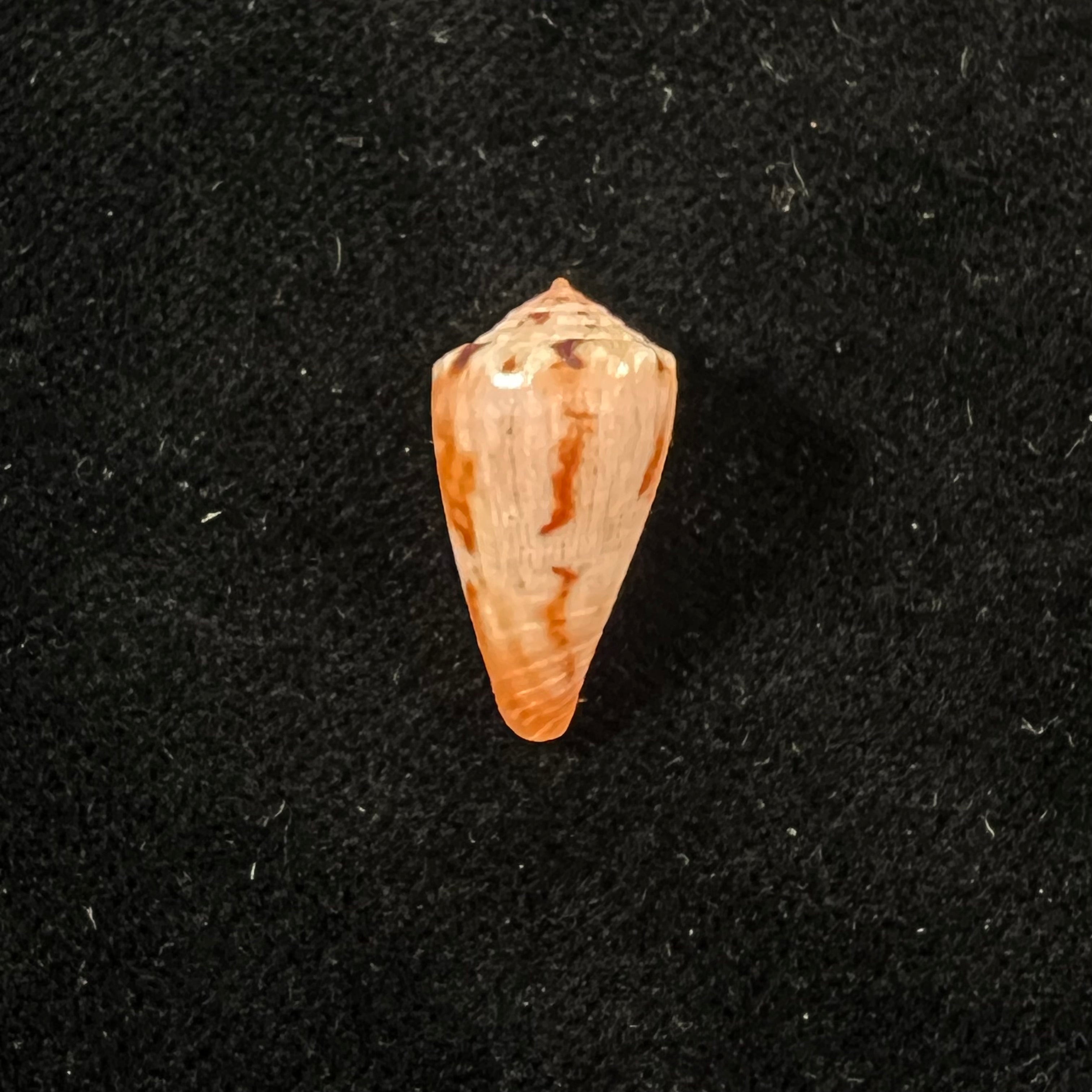 Conus cf rosalindensis Petuch, 1998 - 19mm