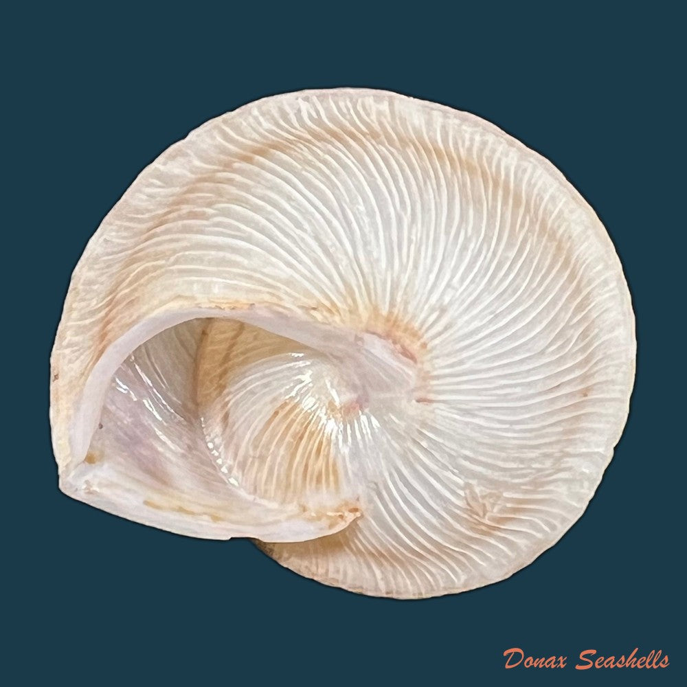 rossmaessleria-viola-j-h-ponsonby-25-5mm-copia
