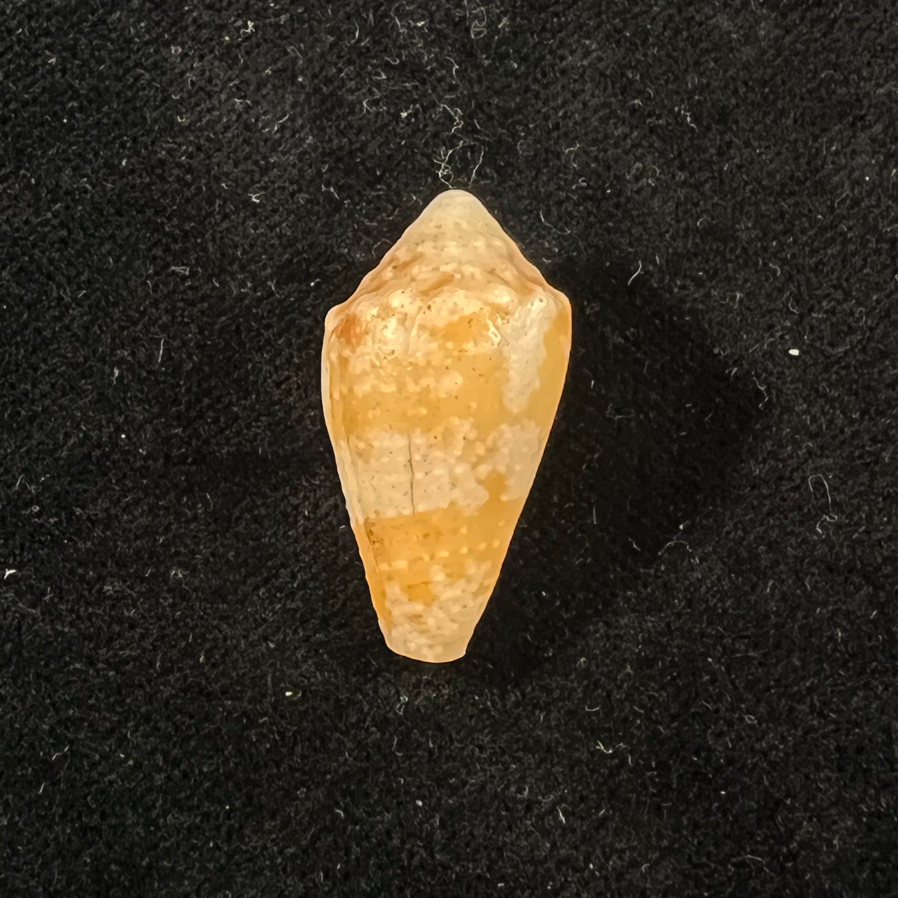 Conus sanguineus Kiener, 1850 - 27,7mm