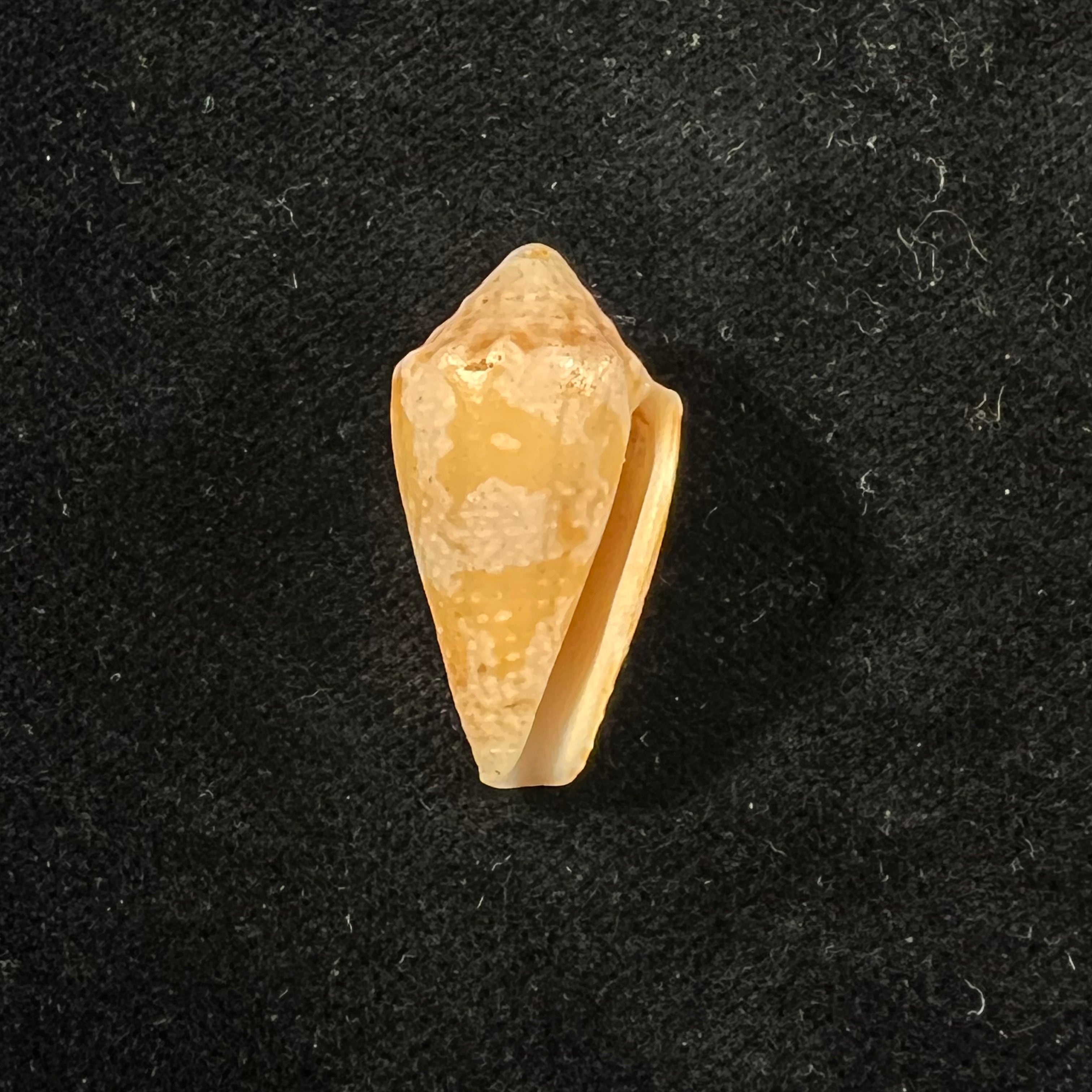 Conus sanguineus Kiener, 1850 - 27,7mm