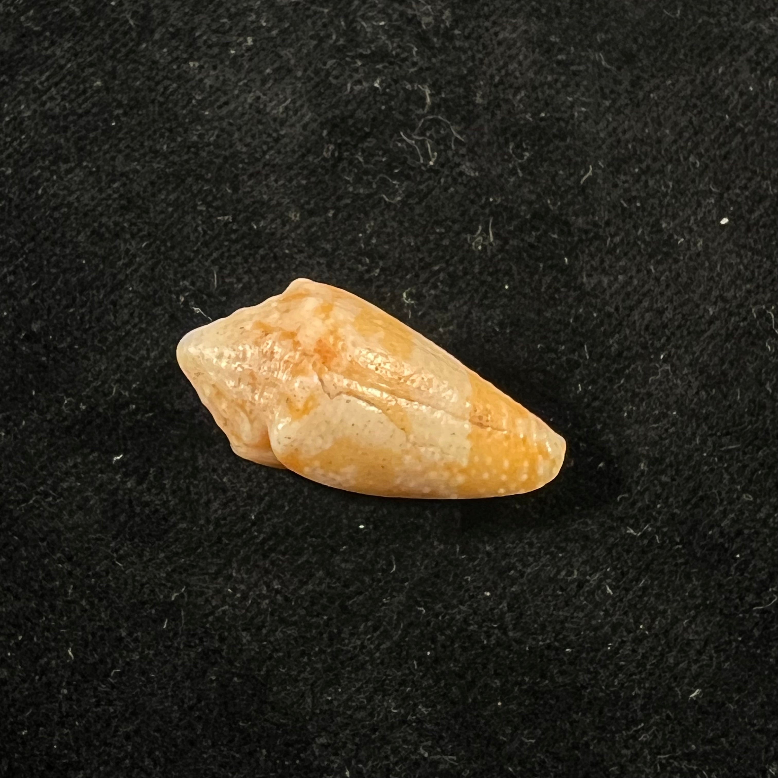 Conus sanguineus Kiener, 1850 - 27,7mm