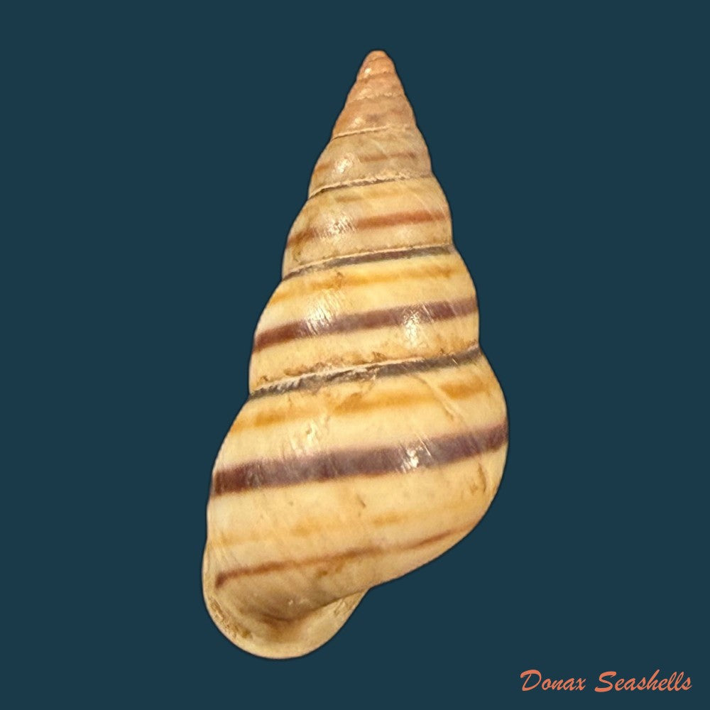 sanniostracus-obliquus-reeve-1849-21-4mm-copia