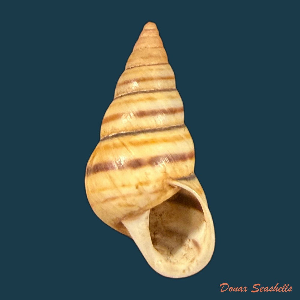 sanniostracus-obliquus-reeve-1849-21-4mm-copia