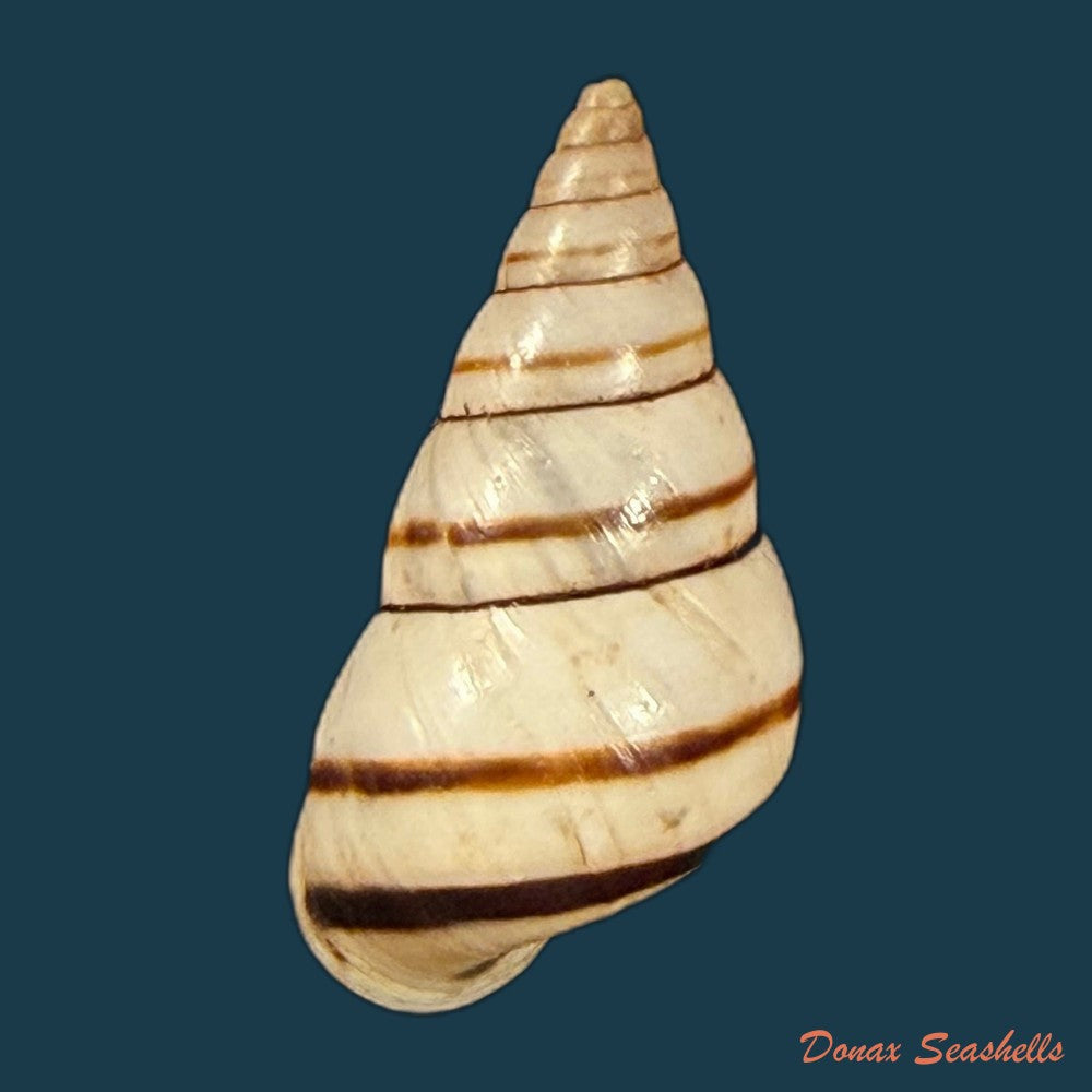 sanniostracus-obliquus-reeve-1849-21-5mm-copia