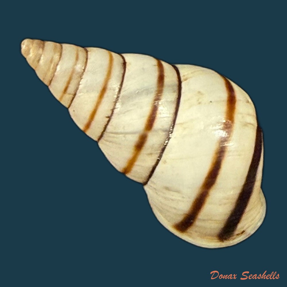 sanniostracus-obliquus-reeve-1849-21-5mm-copia