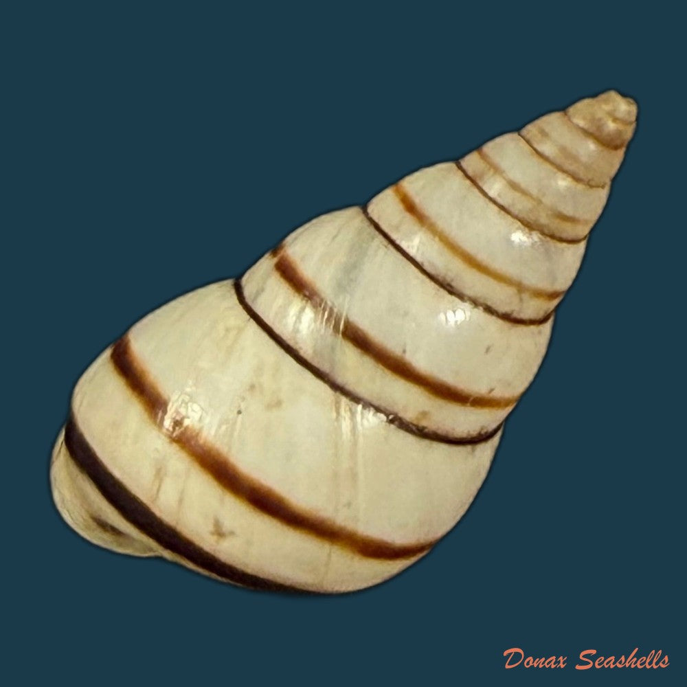 sanniostracus-obliquus-reeve-1849-21-5mm-copia