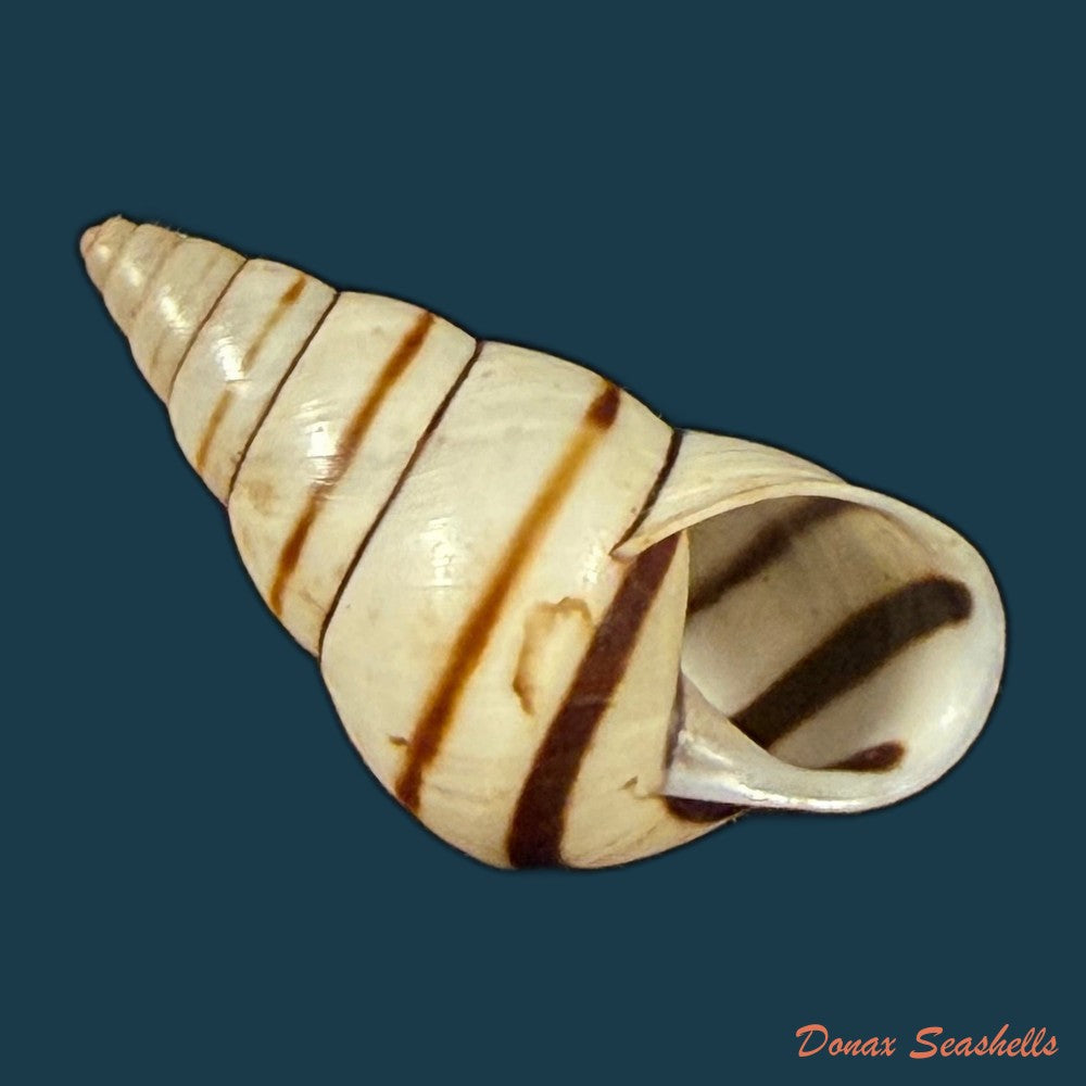 sanniostracus-obliquus-reeve-1849-21-5mm-copia