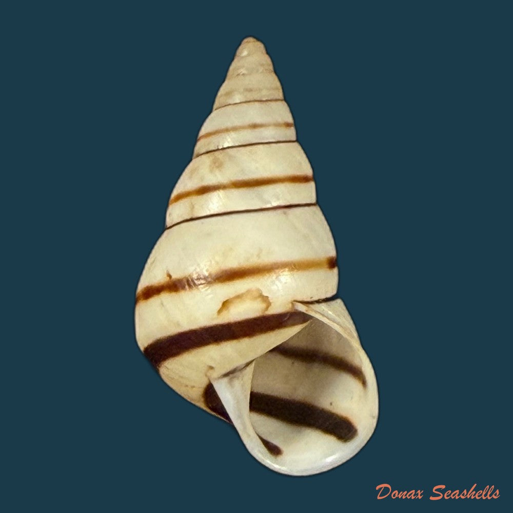 sanniostracus-obliquus-reeve-1849-21-5mm-copia