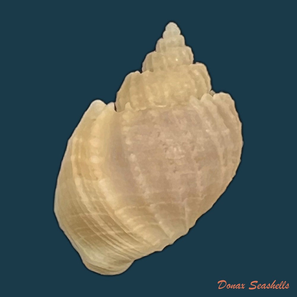 scalptia-obliquata-lamarck-1822-18-2mm-copia
