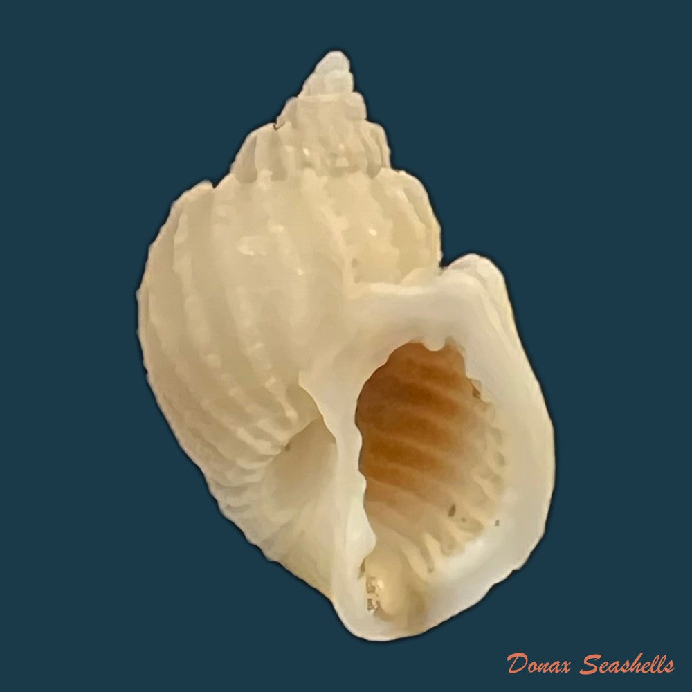 scalptia-obliquata-lamarck-1822-18-2mm-copia