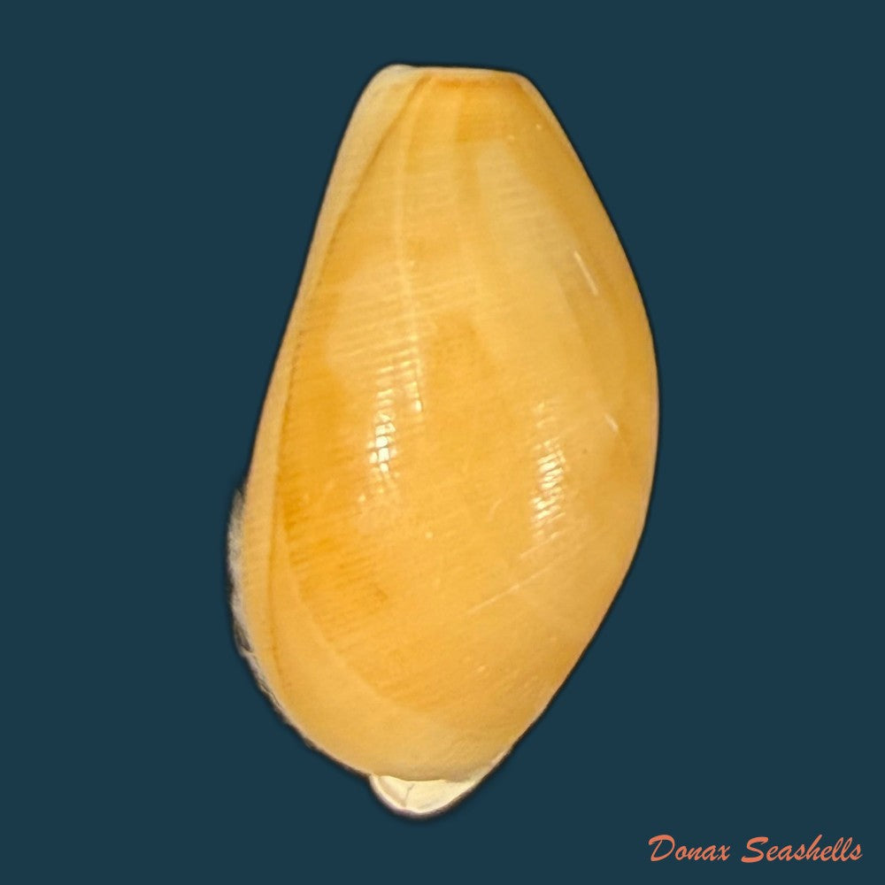 scaphander-lignarius-linnaeus-1758-33mm-copia