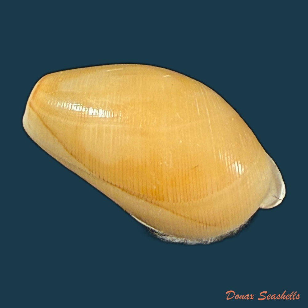 scaphander-lignarius-linnaeus-1758-33mm-copia
