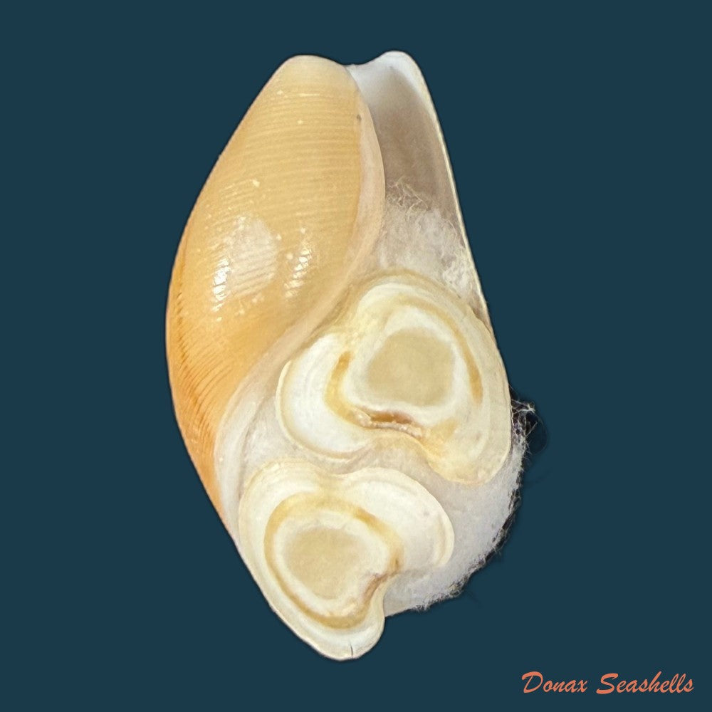 scaphander-lignarius-linnaeus-1758-33mm-copia