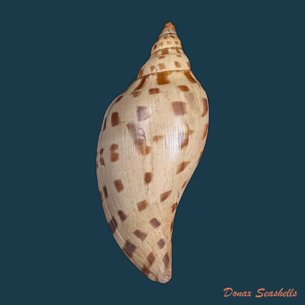scaphella-evelina-f-m-bayer-1971-136mm-copia
