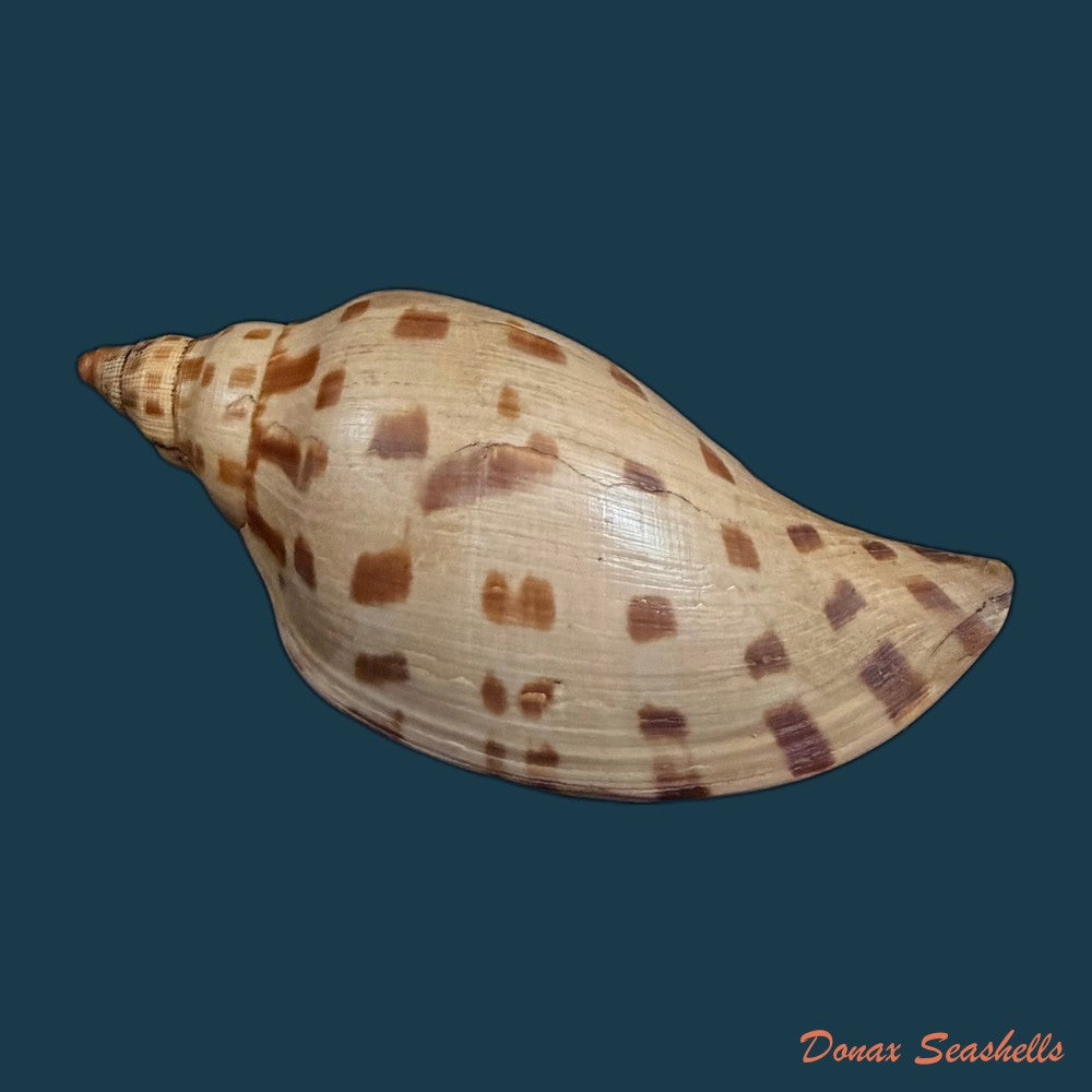 scaphella-evelina-f-m-bayer-1971-136mm-copia