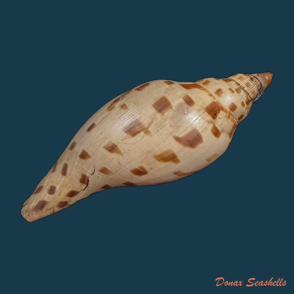 scaphella-evelina-f-m-bayer-1971-136mm-copia