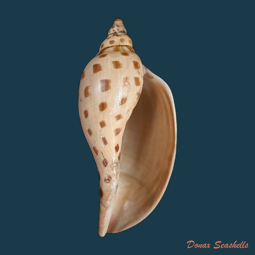 scaphella-evelina-f-m-bayer-1971-136mm-copia