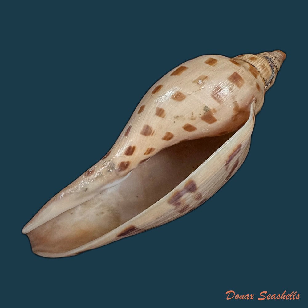 scaphella-evelina-f-m-bayer-1971-136mm-copia
