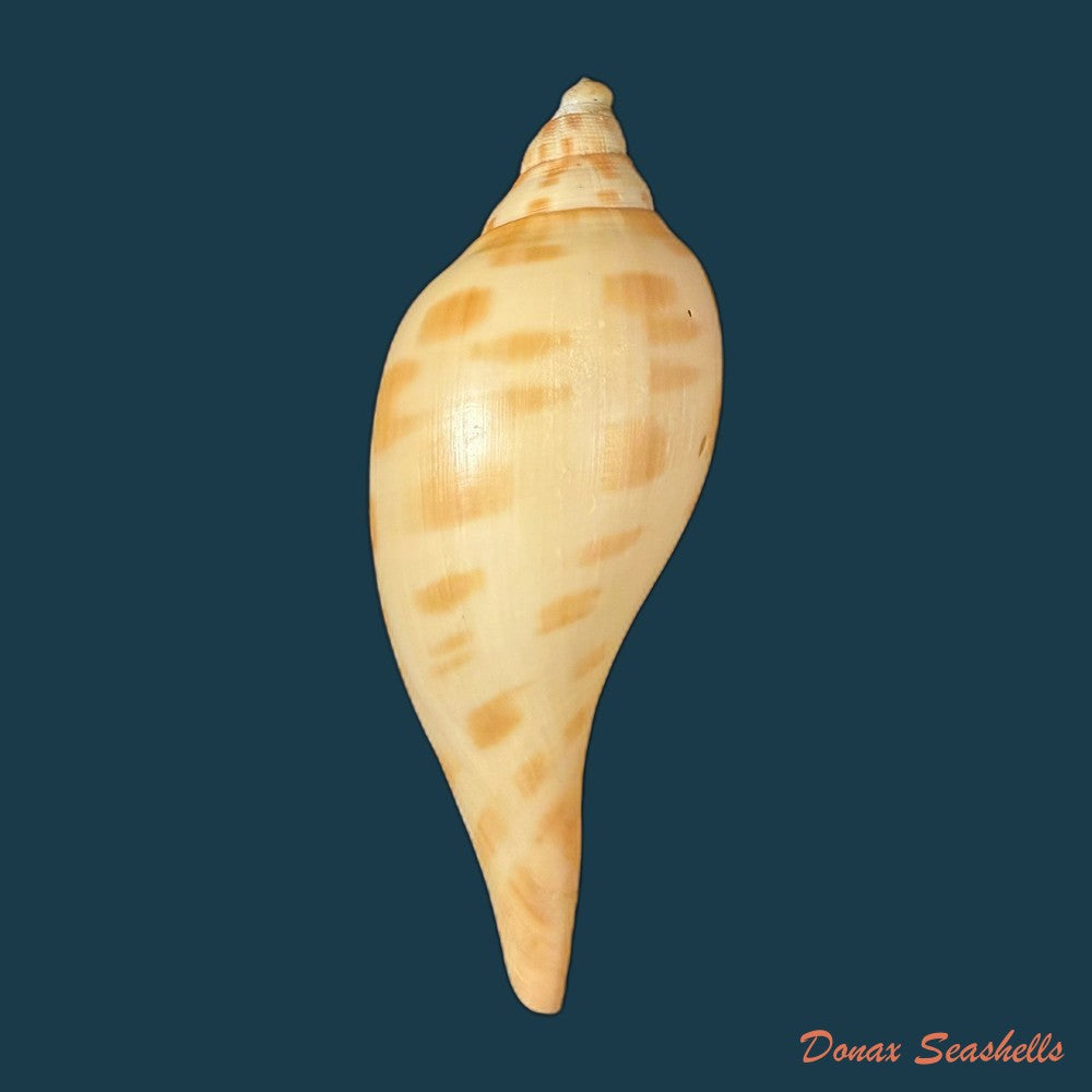 scaphella-matchetti-petuch-sargent-2011-113-1mm-copia