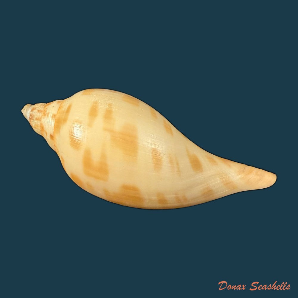 scaphella-matchetti-petuch-sargent-2011-113-1mm-copia