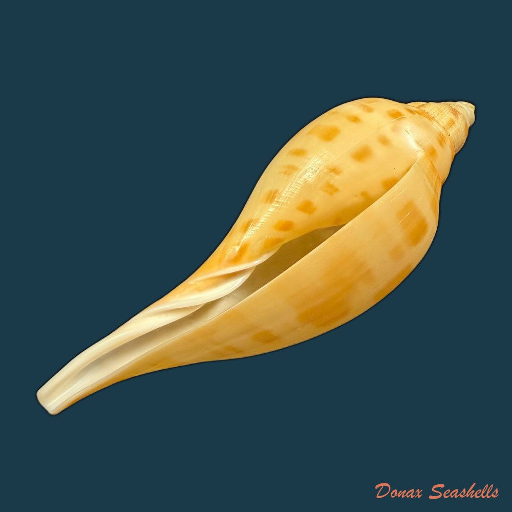 scaphella-matchetti-petuch-sargent-2011-113-1mm-copia