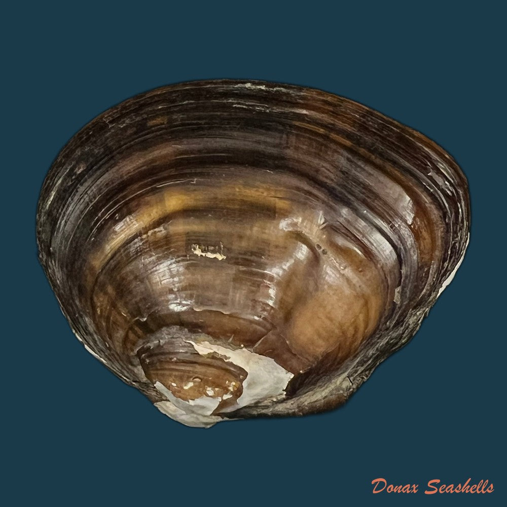 schistodesmus-tongpenensis-k-y-hou-r-w-wu-2025-51-3mm-copia