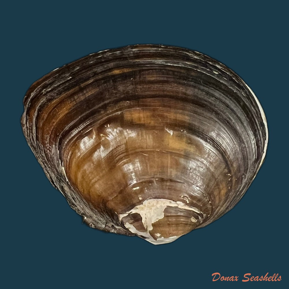 schistodesmus-tongpenensis-k-y-hou-r-w-wu-2025-51-3mm-copia