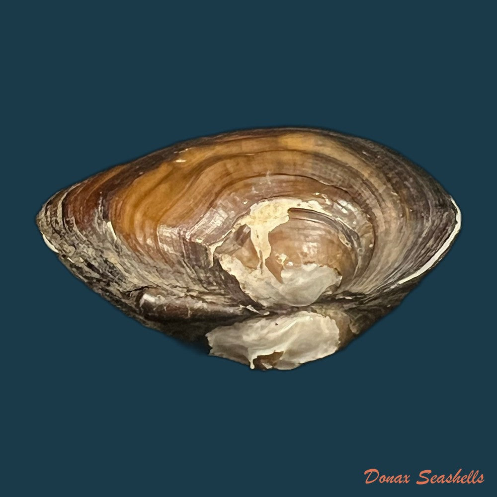 schistodesmus-tongpenensis-k-y-hou-r-w-wu-2025-51-3mm-copia