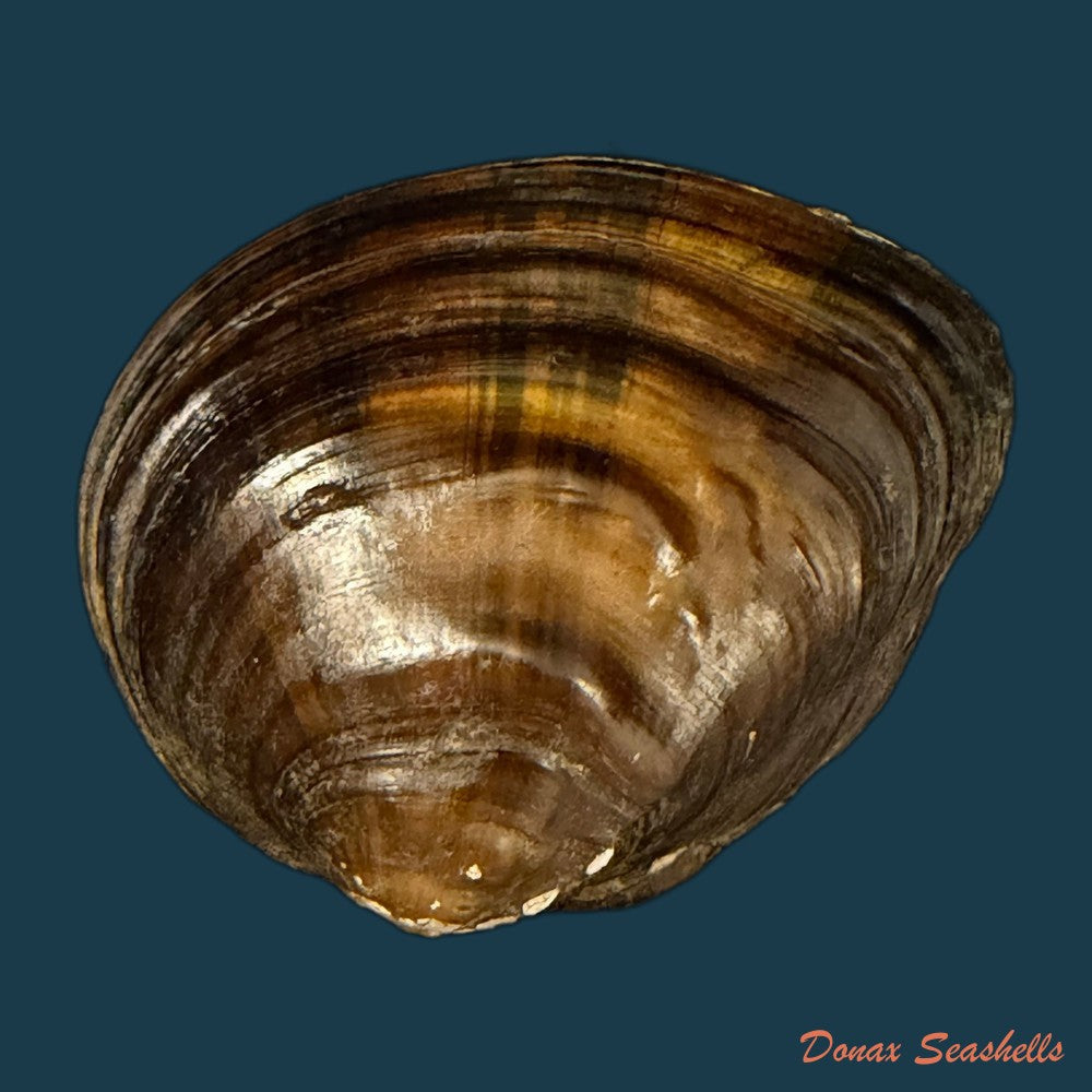 schistodesmus-xinyuensis-k-y-hou-r-w-wu-2025-53-3mm-copia