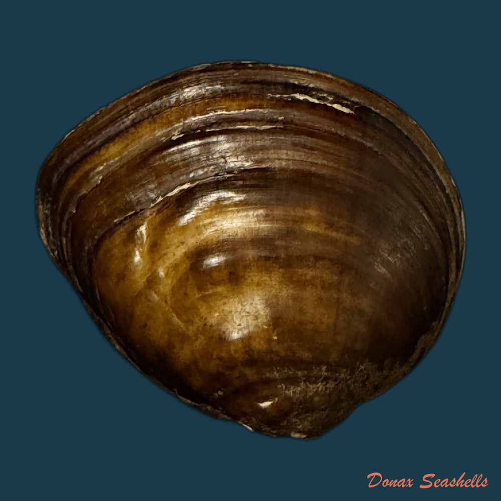 schistodesmus-xinyuensis-k-y-hou-r-w-wu-2025-53-3mm-copia