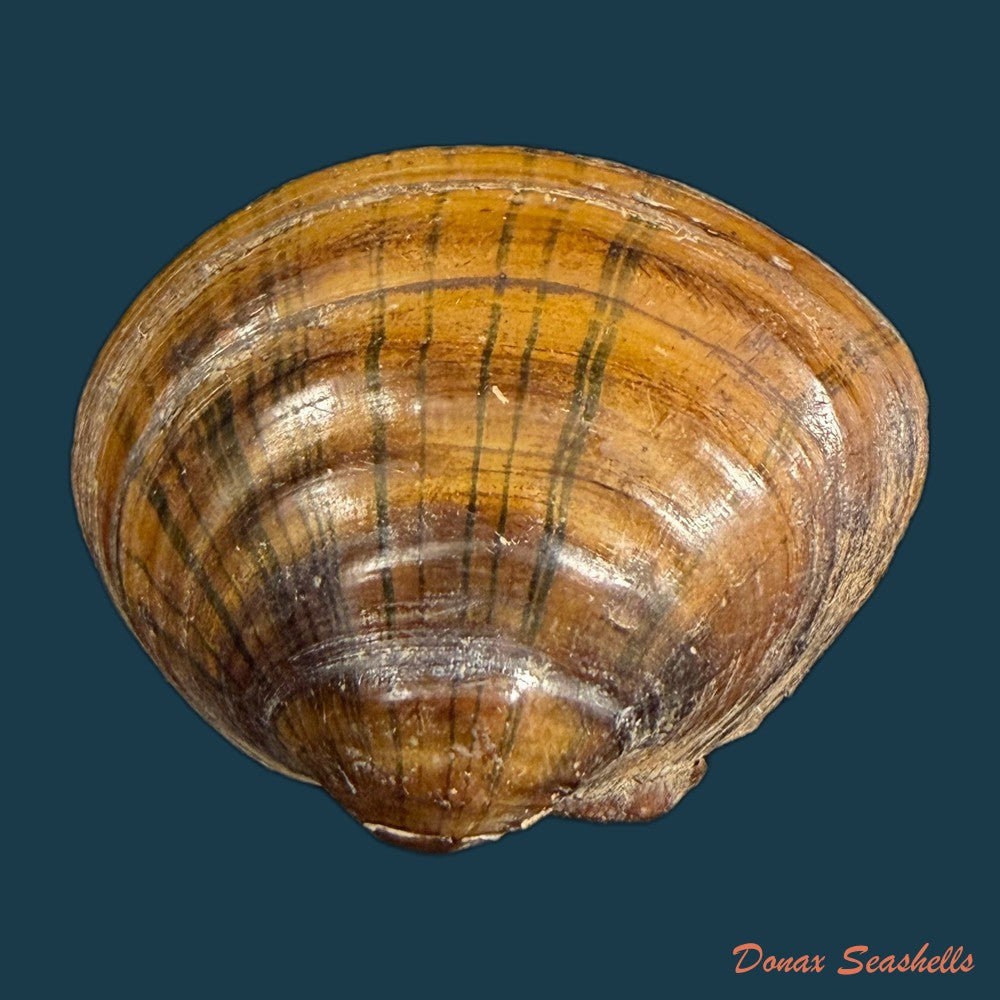 schistodesmus-xinyuensis-k-y-hou-r-w-wu-2025-53-8mm-copia