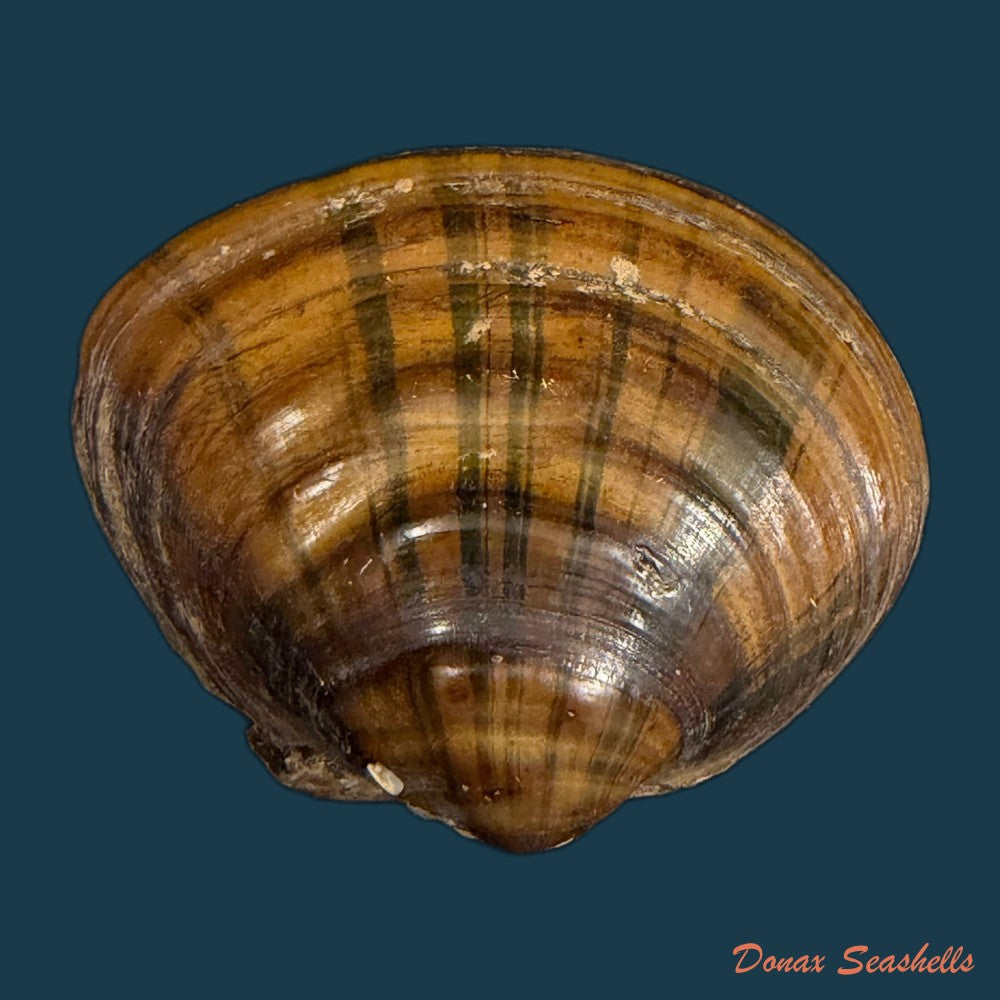 schistodesmus-xinyuensis-k-y-hou-r-w-wu-2025-53-8mm-copia