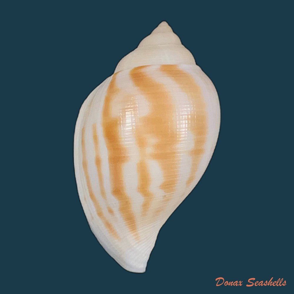 sconsia-striata-lamarck-1816-32-5mm-copia