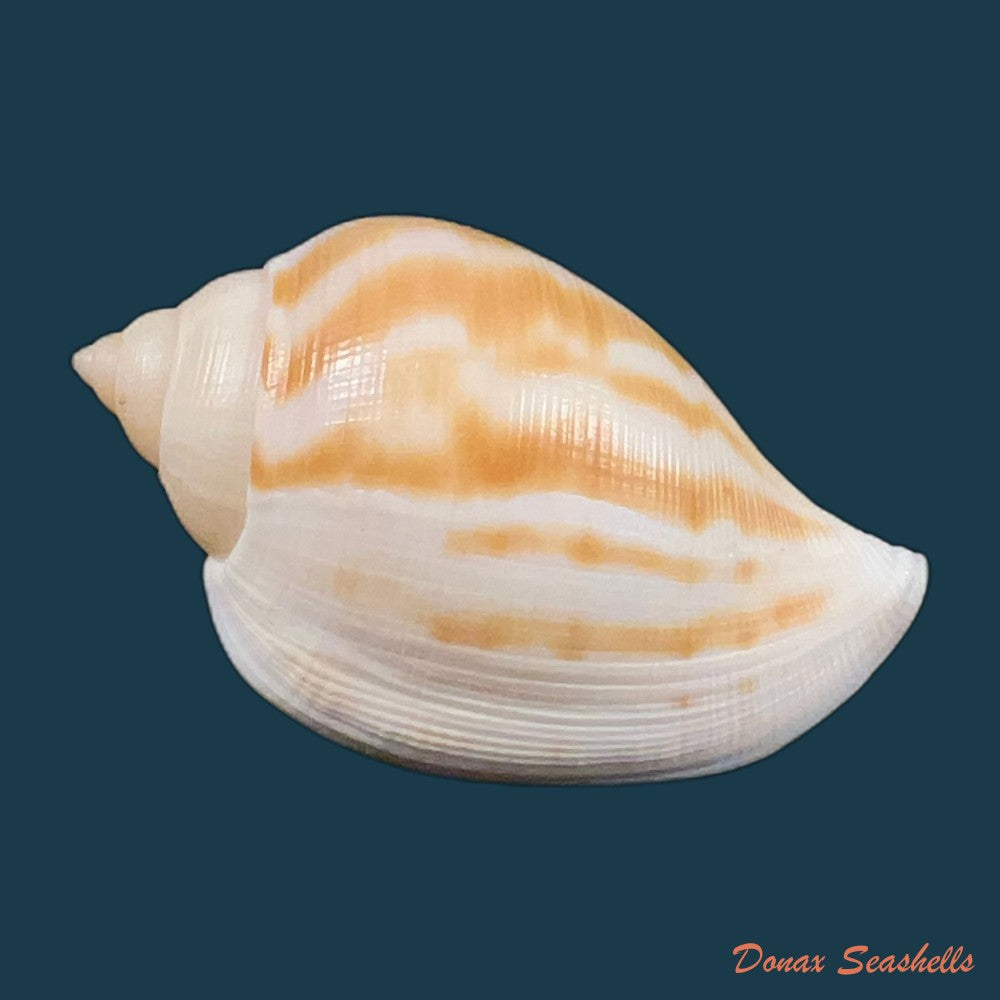sconsia-striata-lamarck-1816-32-5mm-copia