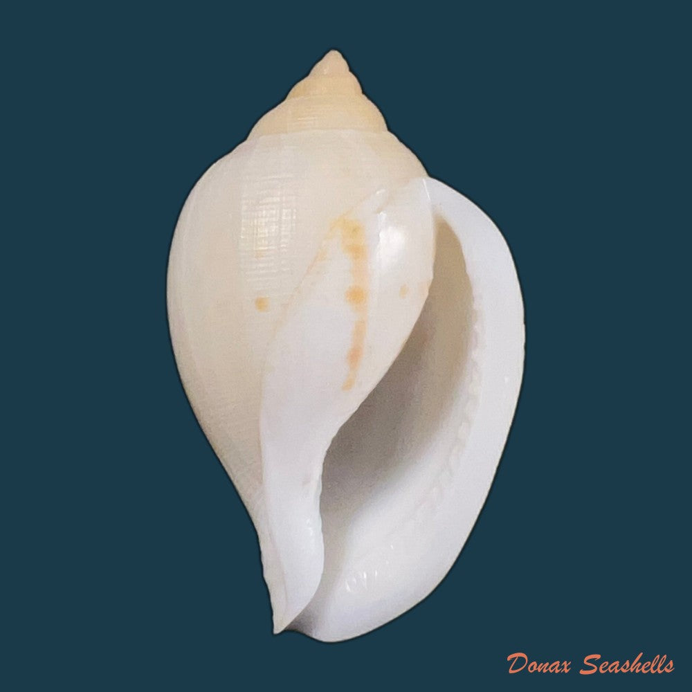 sconsia-striata-lamarck-1816-32-5mm-copia