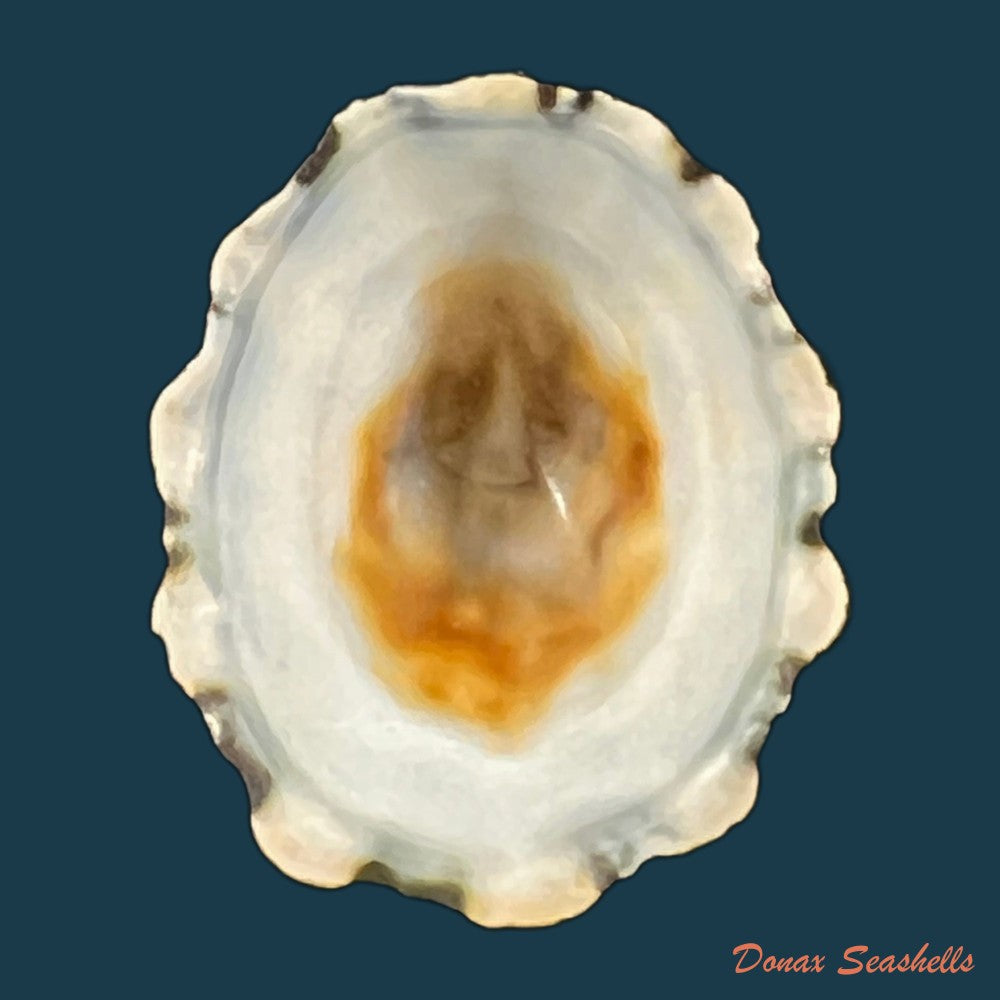 scurria-zebrina-r-p-lesson-1831-25-6mm-copia