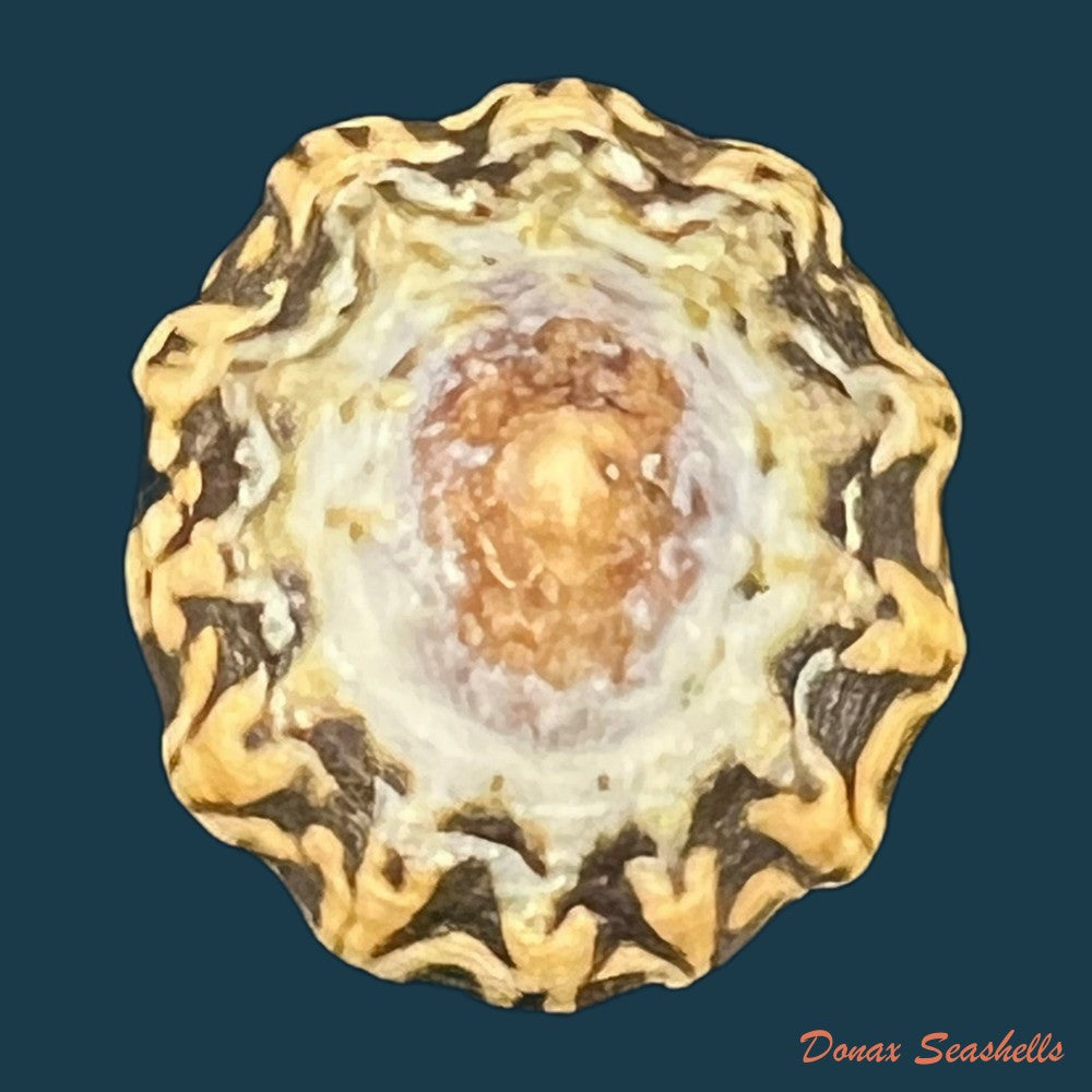 scurria-zebrina-r-p-lesson-1831-26-4mm-copia