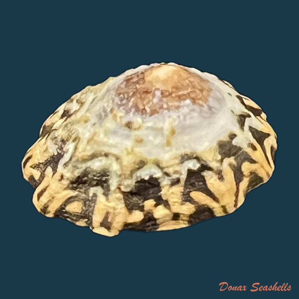scurria-zebrina-r-p-lesson-1831-26-4mm-copia