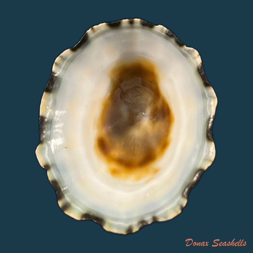 scurria-zebrina-r-p-lesson-1831-26-4mm-copia