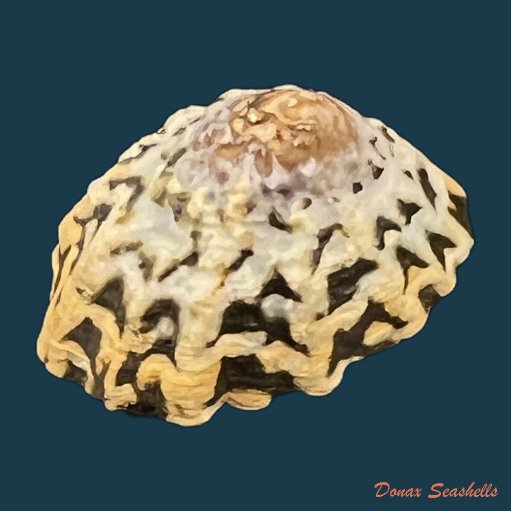 scurria-zebrina-r-p-lesson-1831-26-6mm-copia