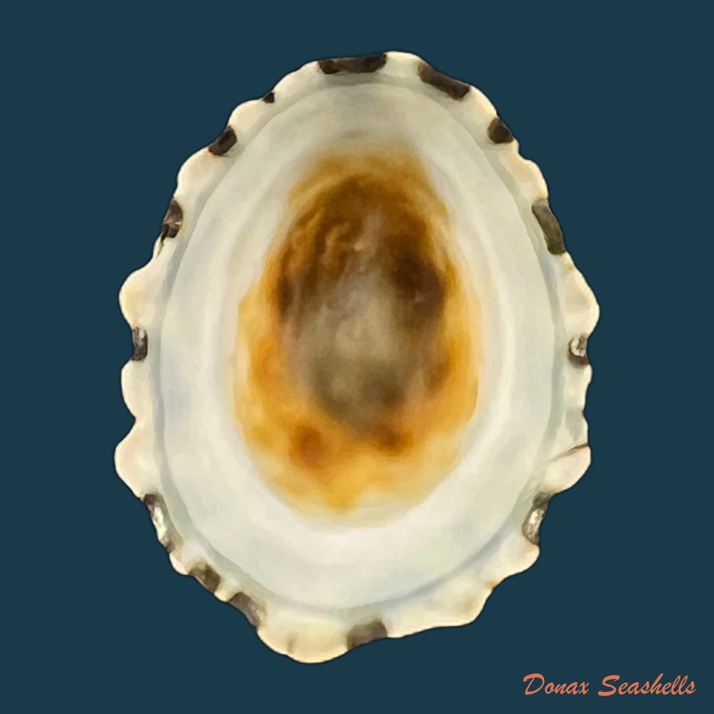 scurria-zebrina-r-p-lesson-1831-26-6mm-copia