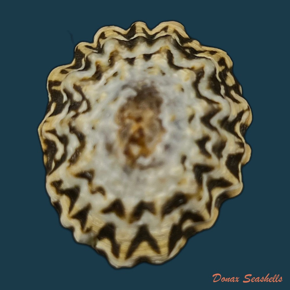 scurria-zebrina-r-p-lesson-1831-27-3mm-copia
